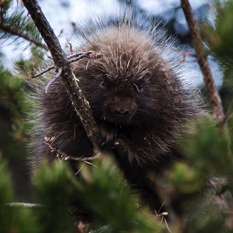 Little Porcupine - NHP207 Little Porcupine - NHP207